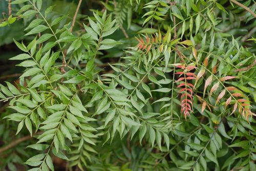 Pistacia chinensis