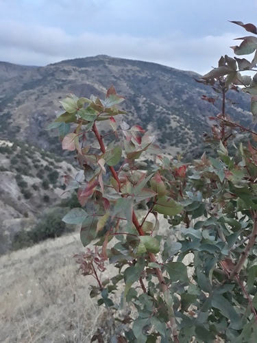 Pistacia eurycarpa