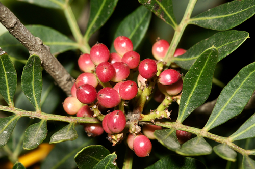 Pistacia lentiscus (Mastic Tree) — photo