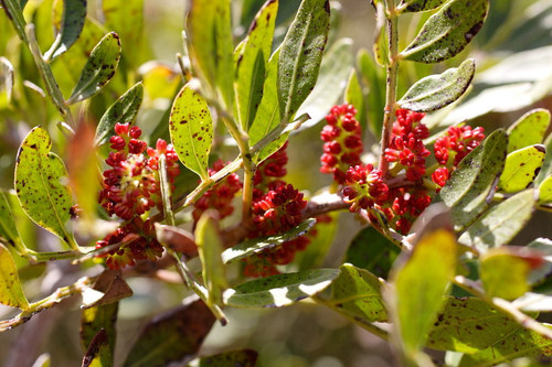 Pistacia lentiscus (Mastic Tree) — photo