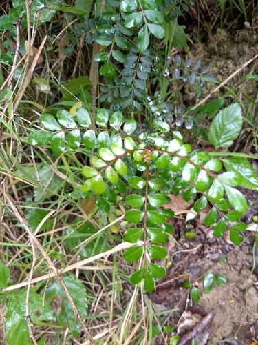 Pistacia mexicana (Texas pistacio) — photo