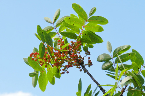 Pistacia terebinthus subsp. palaestina