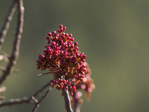 Pistacia terebinthus subsp. palaestina (Palestinian terebinth) — photo