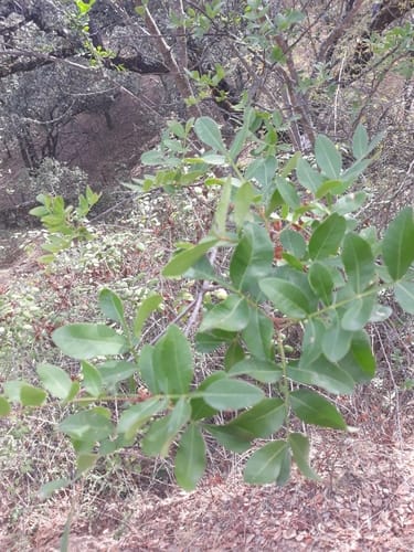 Pistacia terebinthus (Terebinth) — photo
