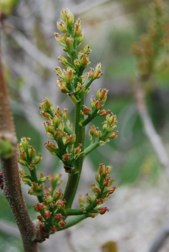 Pistacia vera (Pistachio nut) — photo