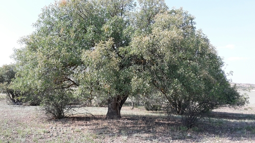 Pistacia vera (Pistachio nut) — photo