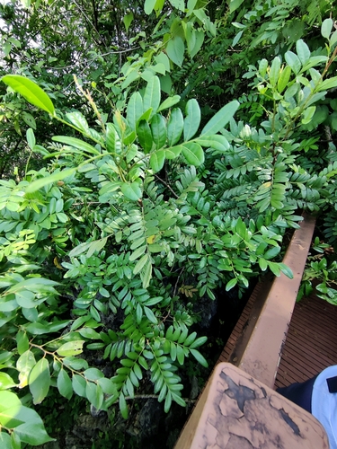 Pistacia weinmannifolia — photo