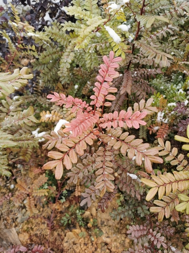 Pistacia weinmannifolia — photo