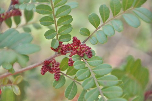 Pistacia weinmannifolia