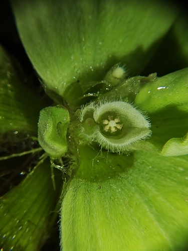 Pistia stratiotes (Water Lettuce) — photo