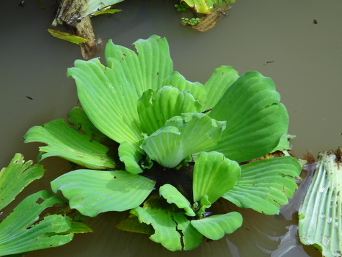 Pistia stratiotes (Water Lettuce) — photo