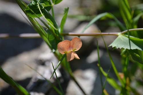 Pisum fulvum (Tawny pea) — photo