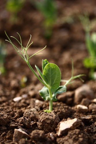 Pisum sativum var. saccharatum (Sugar pea) — photo