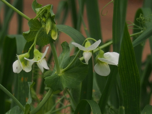 Pisum sativum var. saccharatum (Sugar pea) — photo