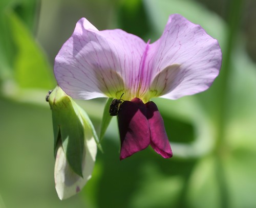 Pisum sativum (Pea) — photo