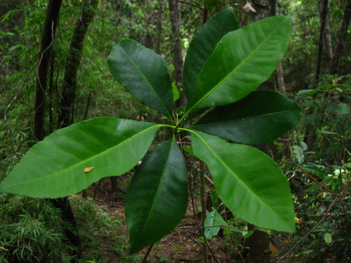 Pitavia punctata (Patao) — photo
