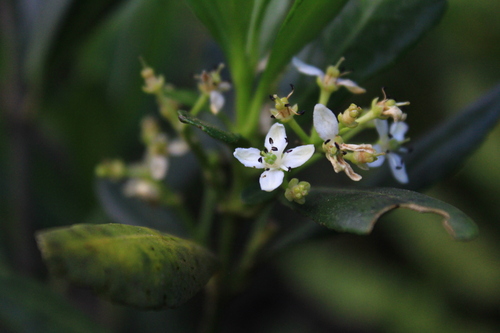Pitavia punctata