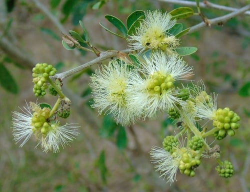 Pithecellobium dulce (Madras thorn fruit) — photo