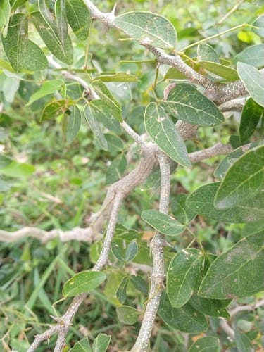 Pithecellobium insigne — photo