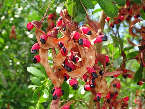 Pithecellobium keyense (Keys blackbead) — photo