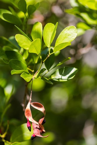 Pithecellobium keyense