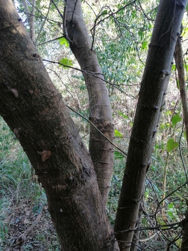 Pithecellobium lanceolatum (Buche) — photo