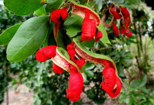 Pithecellobium lanceolatum