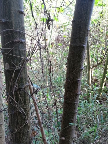 Pithecellobium lanceolatum (Buche) — photo