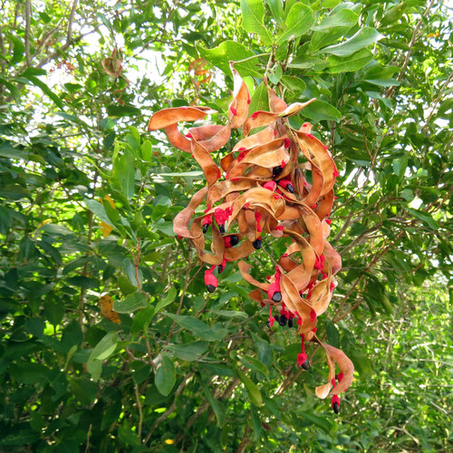 Pithecellobium unguis-cati (Cat's claw) — photo
