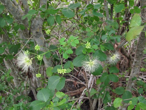 Pithecellobium unguis-cati