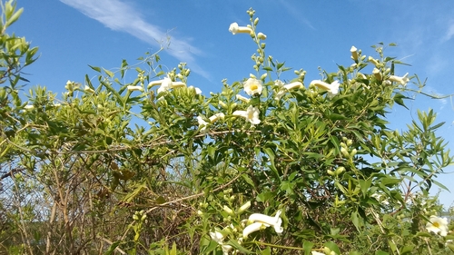 Pithecoctenium cynanchoides (Imosikiot lhele) — photo