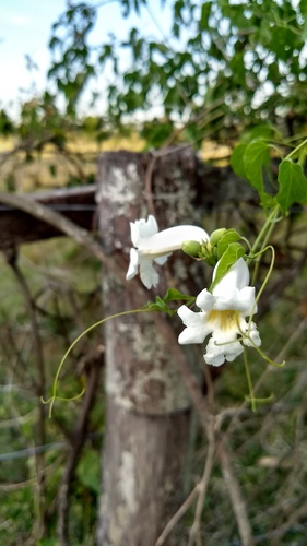Pithecoctenium cynanchoides (Imosikiot lhele) — photo