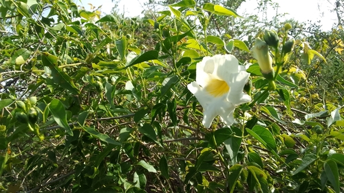 Pithecoctenium cynanchoides