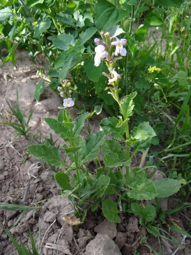 Pitraea cuneato-ovata