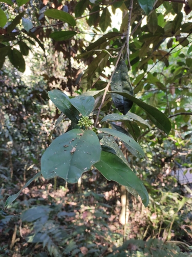 Pittosporopsis kerrii