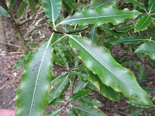 Pittosporum eugenioides (Lemonwood) — photo