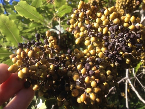 Pittosporum eugenioides (Lemonwood) — photo