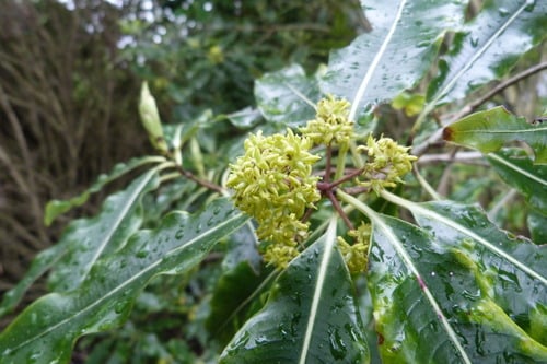Pittosporum eugenioides