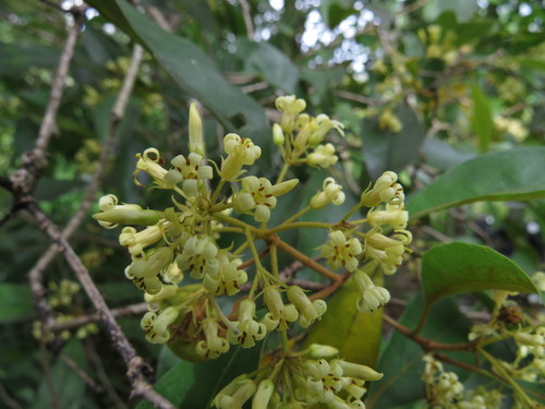 Pittosporum ferrugineum (Rusty Pittosporum) — photo