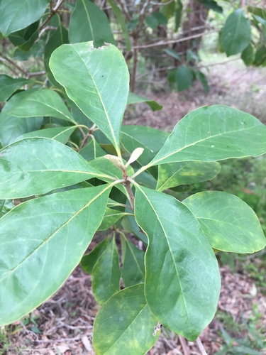 Pittosporum ferrugineum (Rusty Pittosporum) — photo