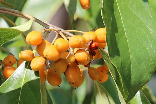 Pittosporum ferrugineum