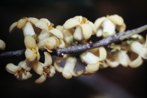 Pittosporum phillyreoides (Weeping pittosporum) — photo
