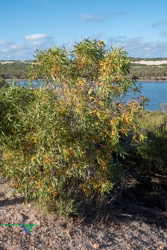 Pittosporum phillyreoides (Weeping pittosporum) — photo