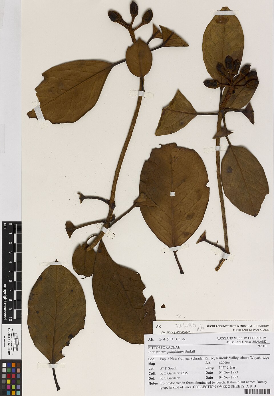 Pittosporum pullifolium — photo