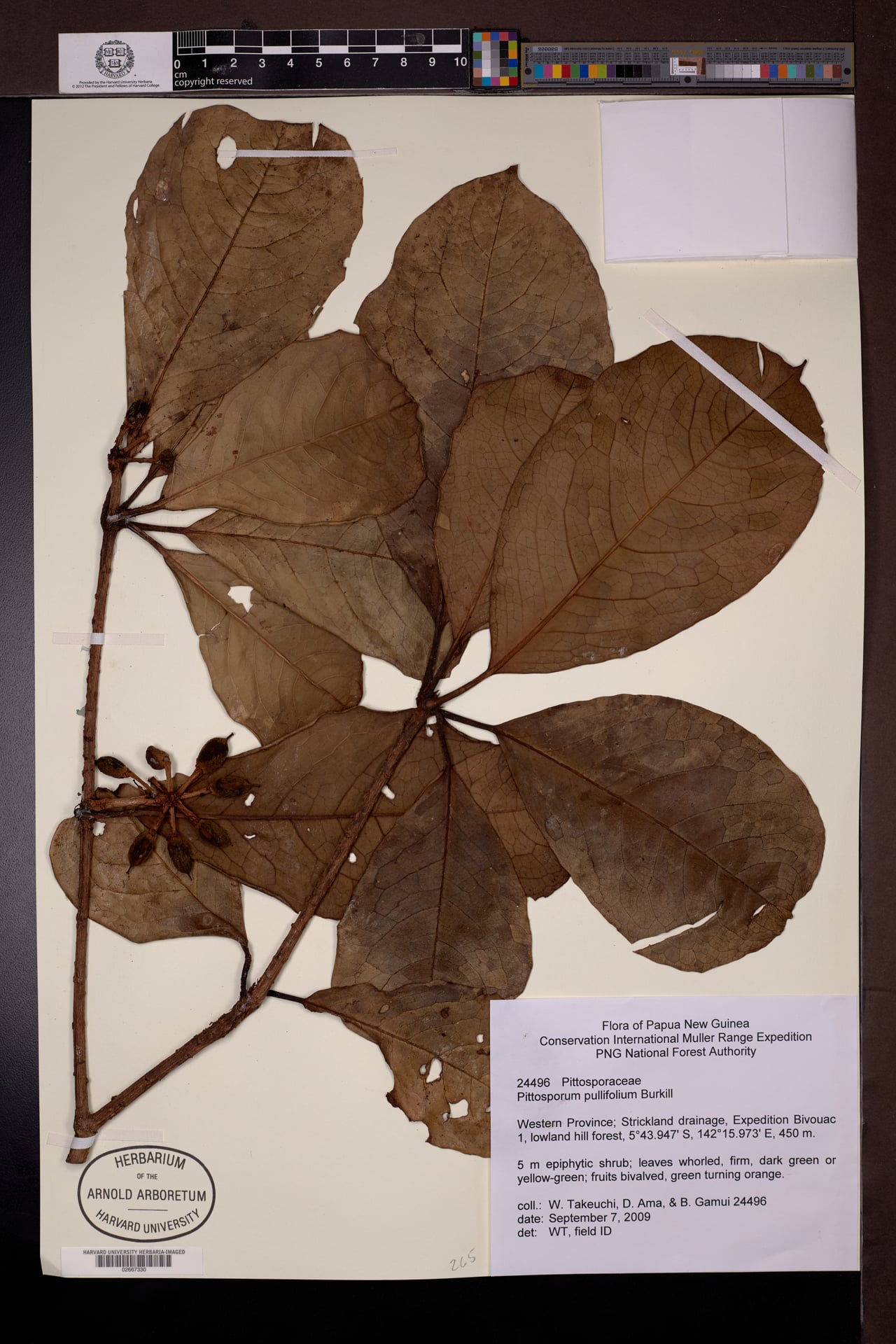 Pittosporum pullifolium — photo