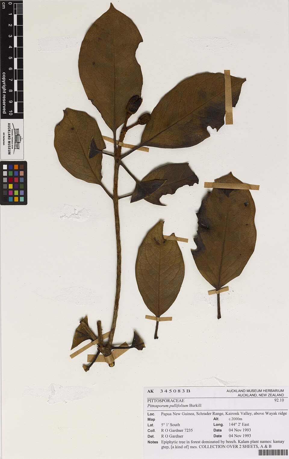 Pittosporum pullifolium