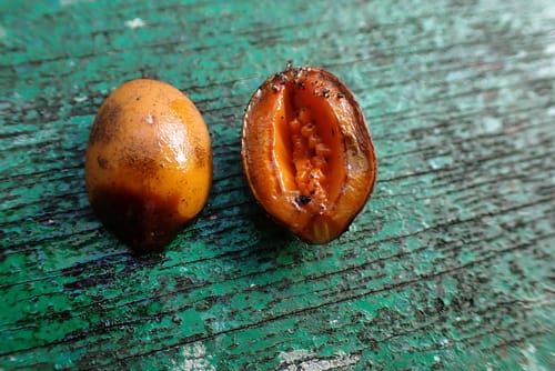 Pittosporum resiniferum (Resin cheesewood) — photo