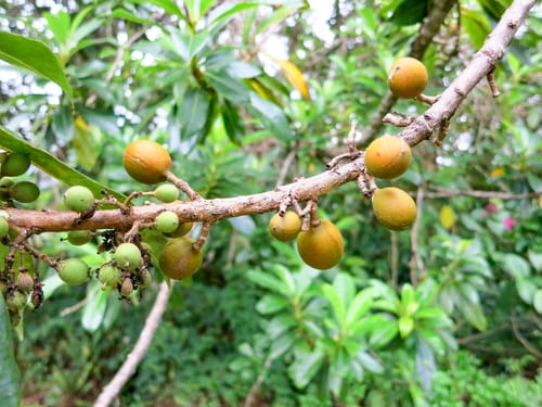 Pittosporum resiniferum (Resin cheesewood) — photo