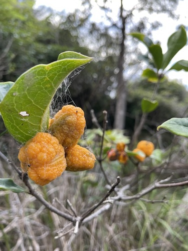 Pittosporum revolutum (Hairy pittosporum) — photo