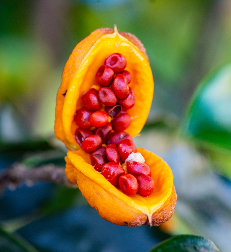 Pittosporum revolutum (Hairy pittosporum) — photo
